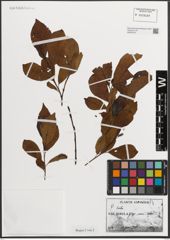 Foto von Salix L.